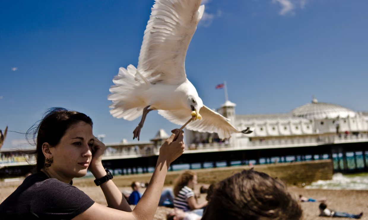 Un gabbiano a Brighton, in Inghilterra. (Fotografia di Hristo Sokolov/Getty Images/EyeEm)